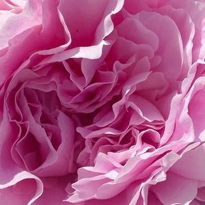 Meet your Posher, Chantay